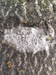Lecanora carpinea