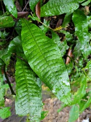 Leptochilus hemionitideus