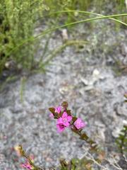Boronia crenulata