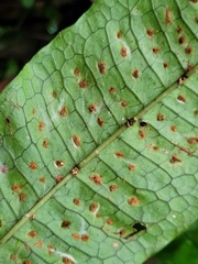 Leptochilus hemionitideus