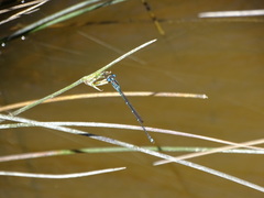 Austrolestes colensonis