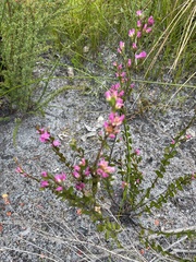 Boronia crenulata
