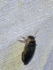 Lancetes lanceolatus