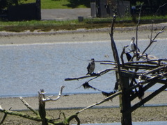 Phalacrocorax varius varius