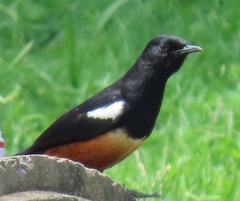 Thamnolaea cinnamomeiventris autochthones