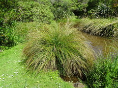 Carex secta