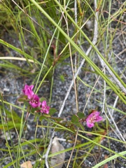 Boronia crenulata
