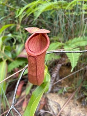 Nepenthes mirabilis