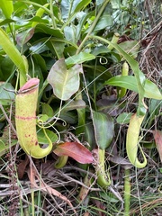 Nepenthes mirabilis