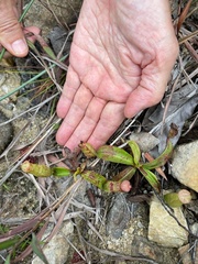 Nepenthes mirabilis