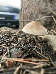 Fungi