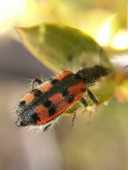 Calendyma multiguttata