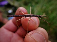 Pachymorpha