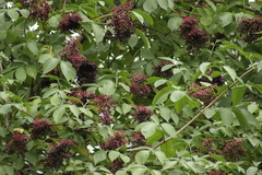 Sambucus nigra