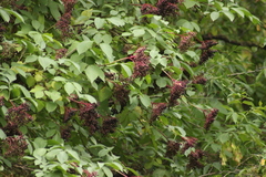 Sambucus nigra