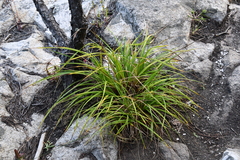 Carex gmelinii
