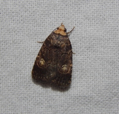 Athetis leuconephra
