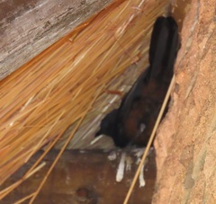 Thamnolaea cinnamomeiventris autochthones