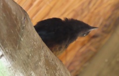 Thamnolaea cinnamomeiventris autochthones