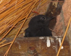 Thamnolaea cinnamomeiventris autochthones