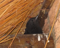 Thamnolaea cinnamomeiventris autochthones