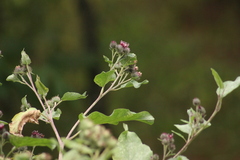 Arctium tomentosum