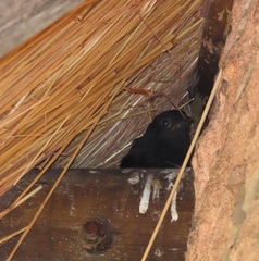 Thamnolaea cinnamomeiventris autochthones