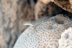 Pristurus