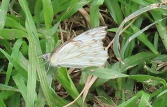 Belenois gidica abyssinica
