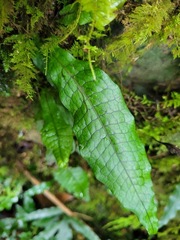 Leptochilus hemionitideus