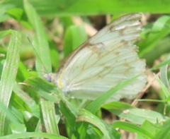 Belenois gidica abyssinica
