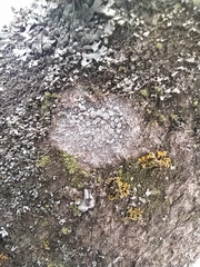 Lecanora carpinea