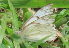 Belenois gidica abyssinica