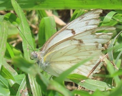 Belenois gidica abyssinica