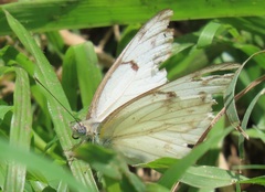Belenois gidica abyssinica