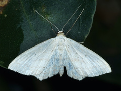Scopula perlata