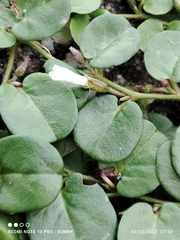 Evolvulus nummularius