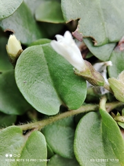 Evolvulus nummularius