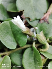 Evolvulus nummularius