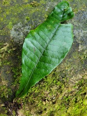 Leptochilus decurrens