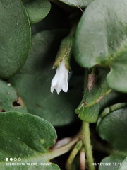 Evolvulus nummularius