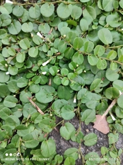 Evolvulus nummularius