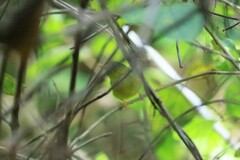 Phylloscopus soror