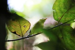 Phylloscopus soror