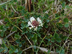 Trifolium occidentale