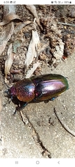 Lamprima aurata