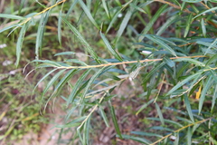 Salix schwerinii