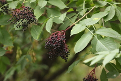 Sambucus nigra