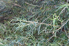 Salix schwerinii