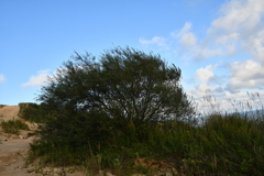 Salix schwerinii